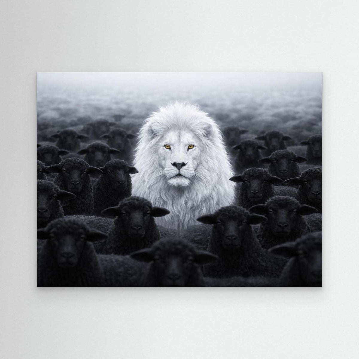 White Lion Among Black Sheep