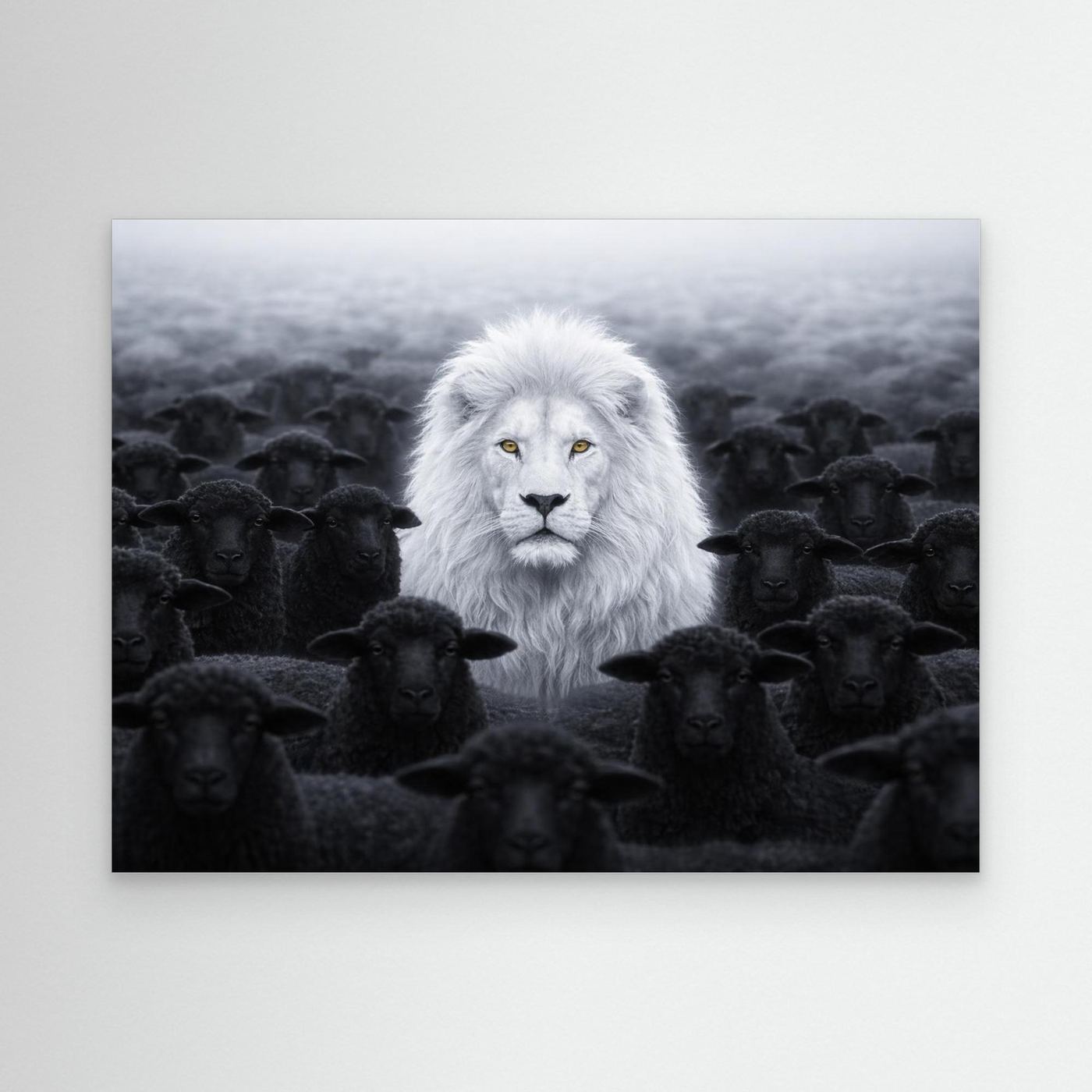 White Lion Among Black Sheep